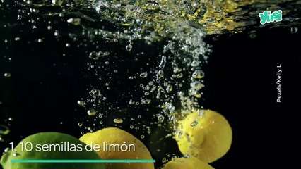 ¿Cómo plantar limones en una taza?