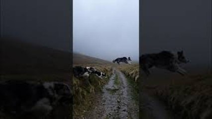 Three Dogs Cross the Road Differently