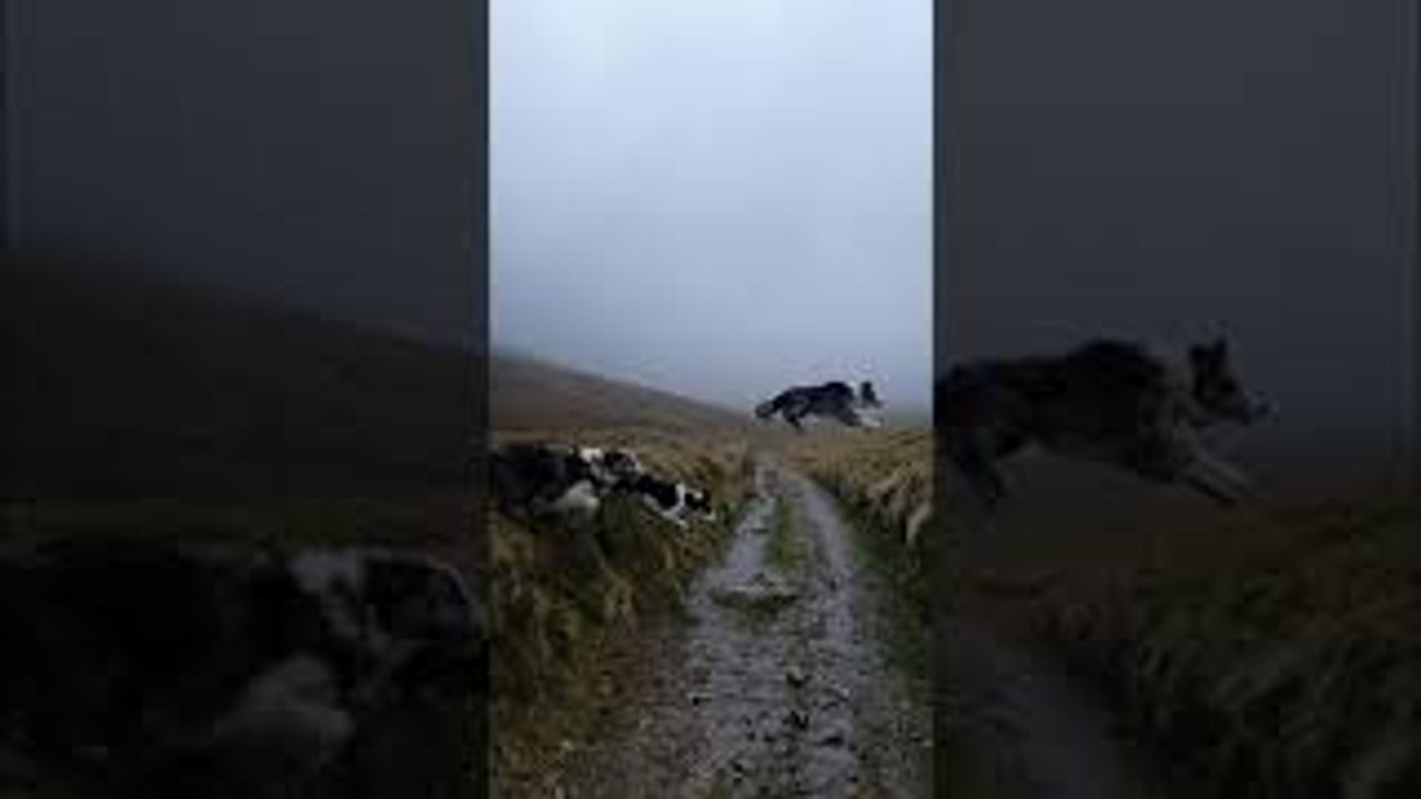 Three Dogs Cross the Road Differently