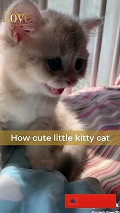 Cute kitty cat