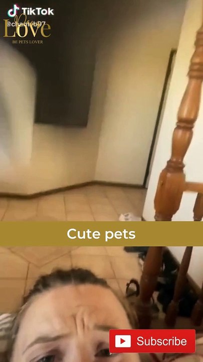 Cute pets