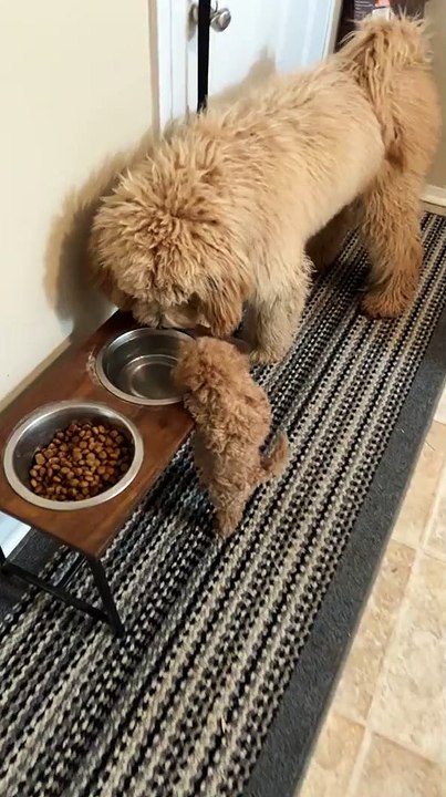 Tiny Dog Wants Some Water Too