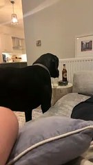 Great Dane Drinks from Glass
