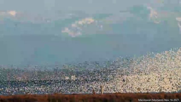 Flocks of Birds Flood the Sky Along Canadian Coast