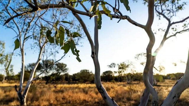 NT sacred sites authority calling for review into 40,000mL water licence at Singleton Station