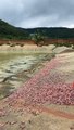 Amazing Crocodile Video ! Group of crocodiles at farm