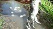 Amazing Boy Traditional Crocodile Hunting - Technique Boys Catching Crocodile