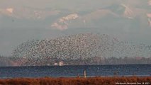 Flocks of Birds Flood the Sky Along Canadian Coast