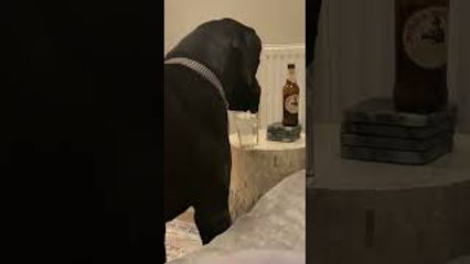 Great Dane Drinks from Glass
