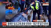 [핫클릭] 동해안 밍크고래 혼획 잇따라…최근 한 달간 5마리 外