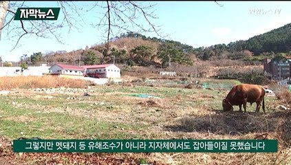 [자막뉴스] 골프장 난입하고 논밭 휘저은 소 떼, 결국 포획