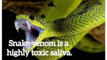 From where do snakes get venom _ (1)