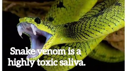 From where do snakes get venom _ (1)