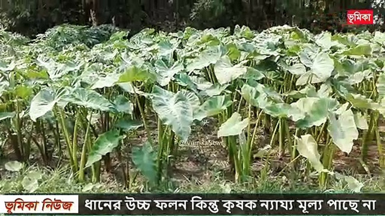 কচুর চাষ পদ্ধতি কচুর লতি চাষ করে মাসে ৮০০০০ টাকা আয় -_ কচু চাষ করে বদলে গেল জীবন | Vumika Agro  | Vumika News | Vumika TV