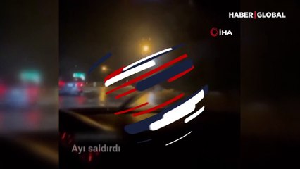 Bursa'da selam vermeye çalıştıkları ayı arabaya saldırdı