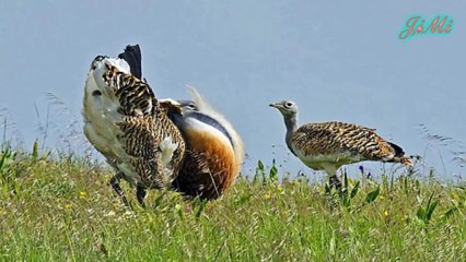 [2k] Ô Tác Lớn Thay Đổi Hình Dạng Xua Đuổi Kẻ Thù