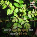 Know The Health Benefits Of Curry Leaves