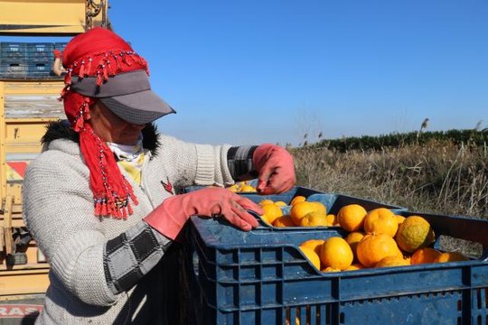 Çukurova'da narenciye bahçelerinde zorlu hasat