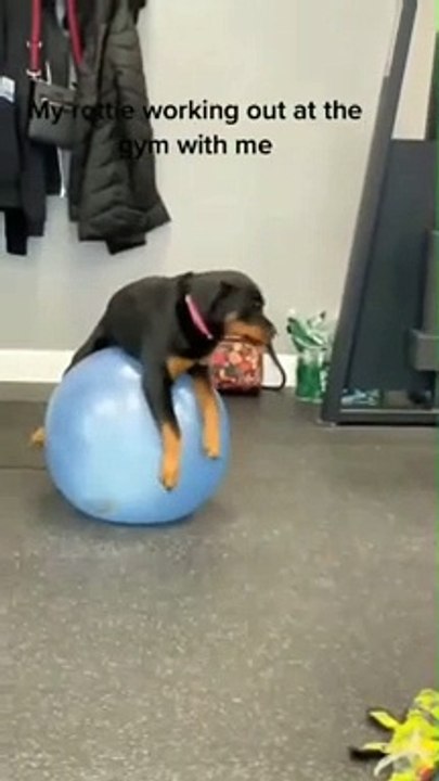 This is how a rottweiler workout looks like ❤