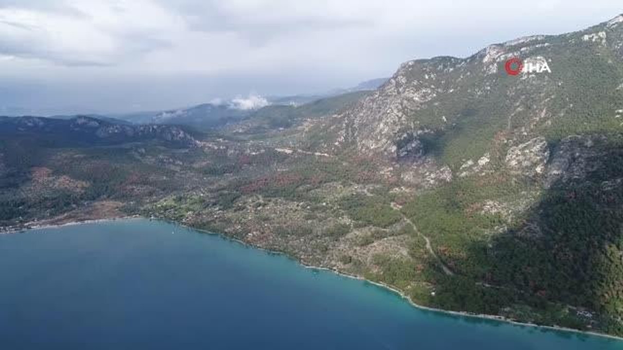 Gökova Körfezi Akbük Koyu'nda binlerce kızılçam kuraklığa yenildi