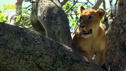 وثائقي السلالات المفترسة - إرث أسد