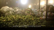 Loading vegetables in Azadpur Sabzi Market, New Delhi