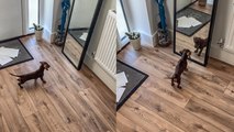 Contract Canceled - Miniature Dachshund left perplexed after seeing her reflection in the mirror