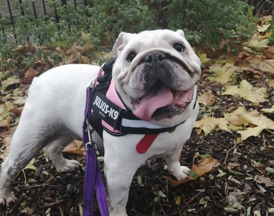Can you grant Miss Pickles’ Christmas wish? Emergency appeal for dog’s life-saving surgery