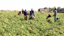 AL FAYYUM - Mısır'da kış mevsimi domates hasadı dönemi başladı