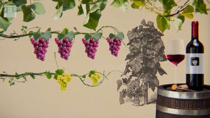 Le vin survivra-t-il aux changements climatiques ?