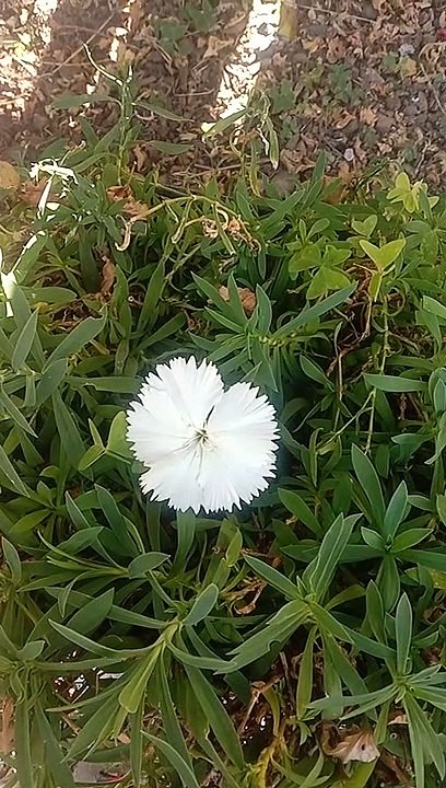 Chameli flowers