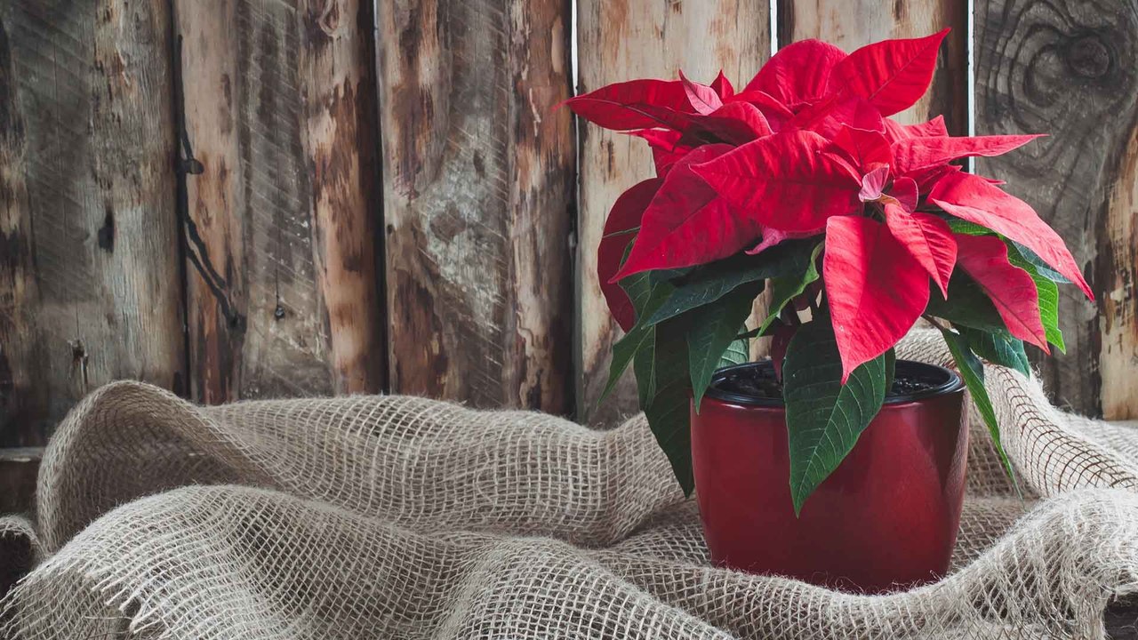 Weihnachtsstern pflegen: So bleibt eure Pflanze lange schön