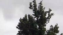 TREES SWAYING IN WIND