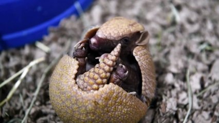 Tải video: Adorable footage shows this tiny one-month-old armadillo pup, hilariously named Segway.