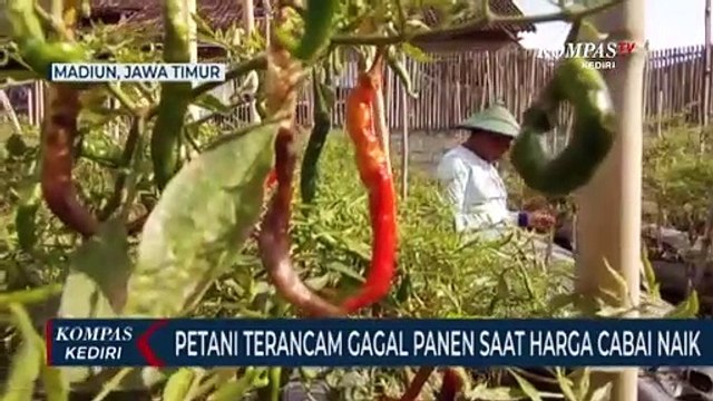 Harga Cabai Naik, Namun Petani Justru Terancam Gagal Panen