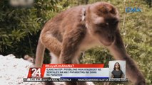 #KuyaKimAnoNa?: Ilang hayop, posibleng makapagbigay ng senyales na may paparating na sama ng panahon | 24 Oras