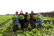 Aydın Büyükşehir Belediyesi'nden çiftçilere alım desteği