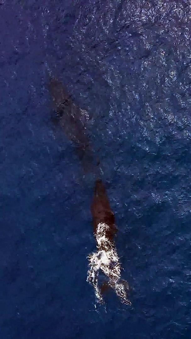 ⁣It's splash time for our Blue Whale family !!! | pets video | pet lover | pet videos | funny pe
