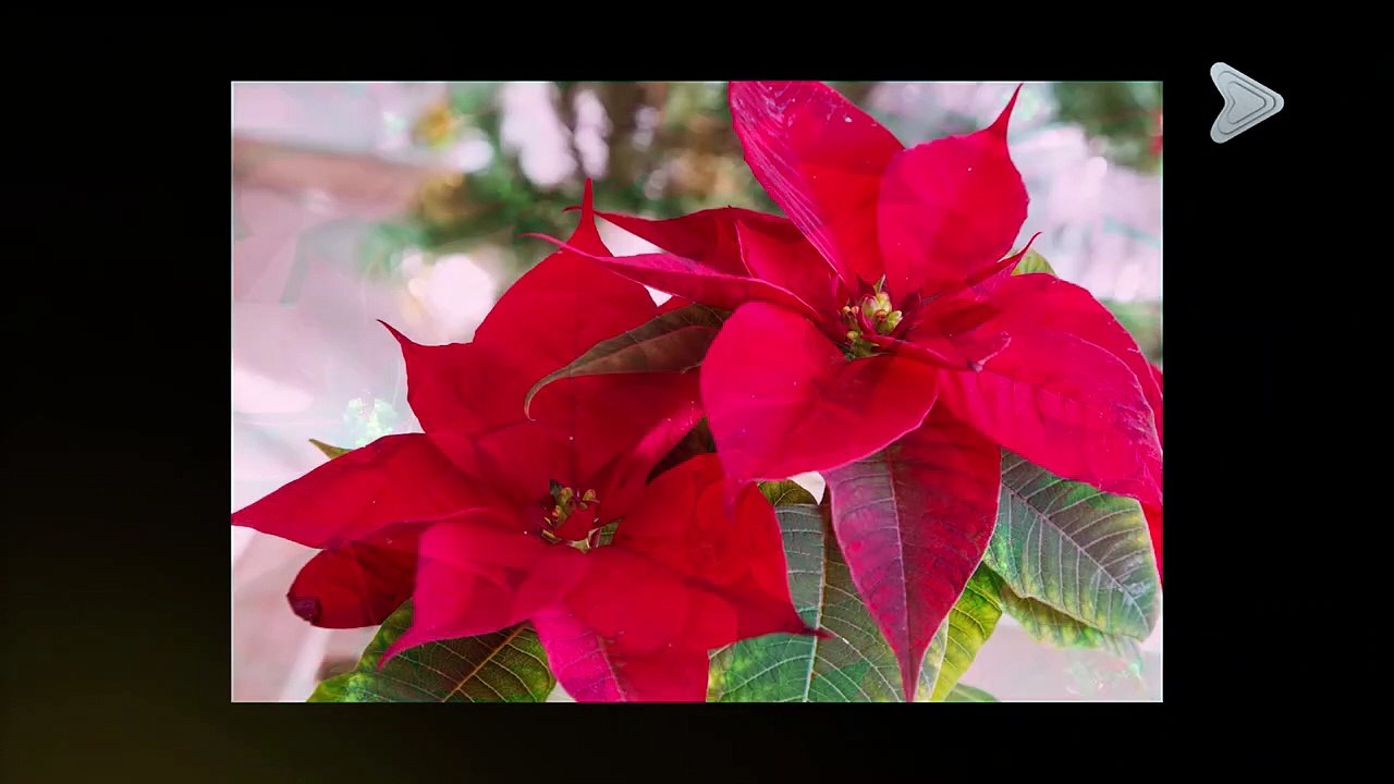 Animal Diaries - Season 10 Episode 11