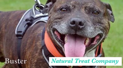 Good Life Dog Rescue Buster