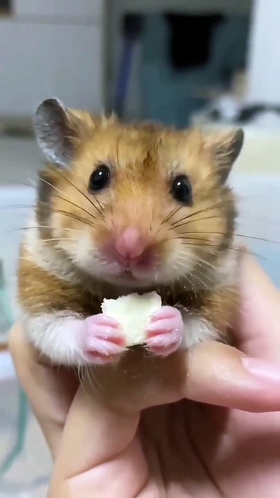 Funny videos 