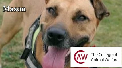 Good Life Dog Rescue Mason 2
