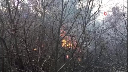 Tokat'ta ormanlık alanda çıktı