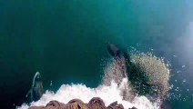 Pod of Dolphins Play By Boat