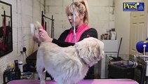 Leeds woman to open dog daycare HQ after success of lockdown business
