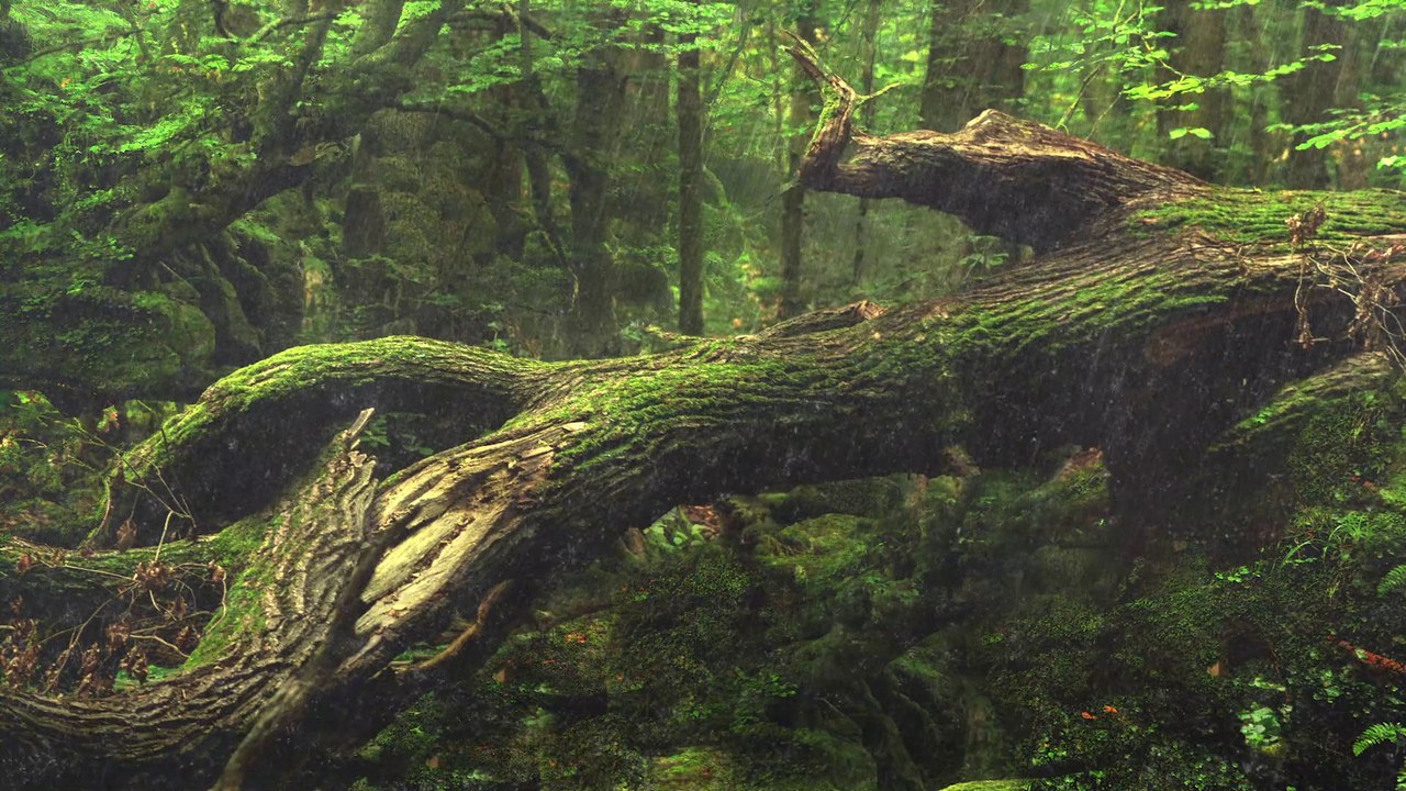 Rain in tropical forest - green forest in the rainy season | Video Beautiful rain - Video with sound. 4k Rain movie