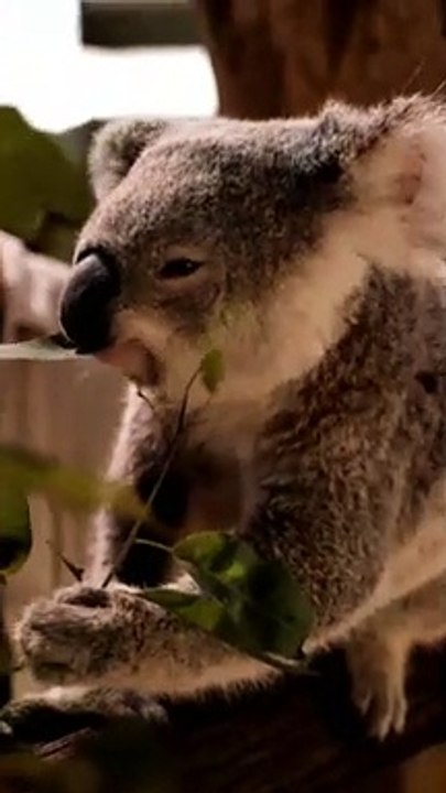 Chew like this koala. So funny to watch! | funniest animals | pets video | pet comedy | funny animal