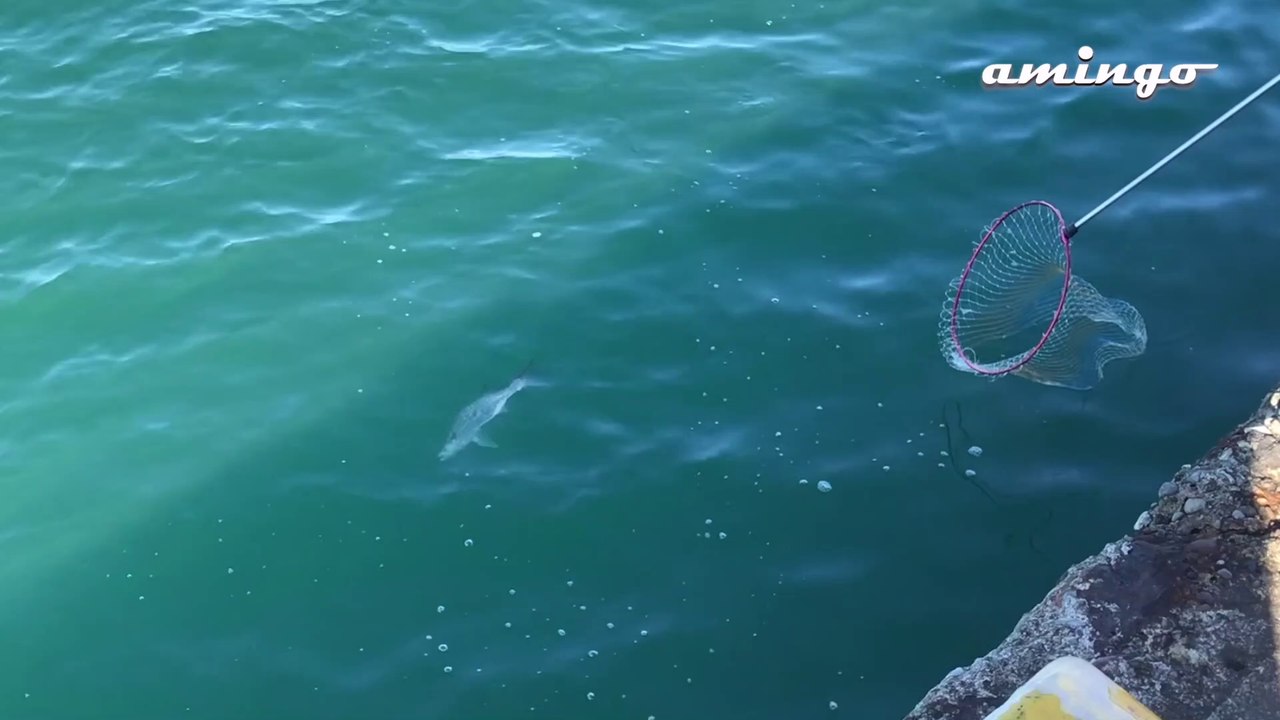 Japanese harbour fishing !!!  Fishing crazy !!! Japanese fishing style - amingo