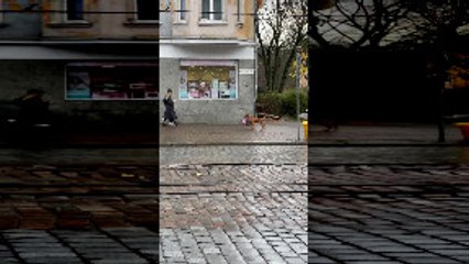 Happy Dog Helps Carry Bags