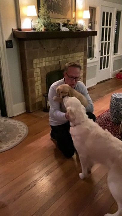 Dog Friends Meet for the First Time
